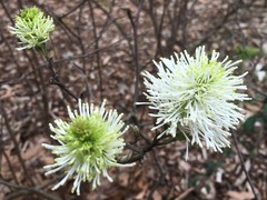 Fothergilla major