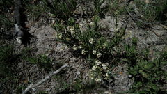 Gymnosporia elliptica