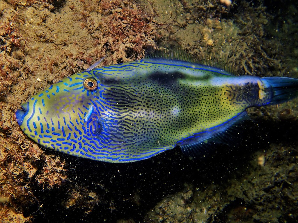 Spinytail Leatherjacket