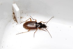 Agonum sordidum