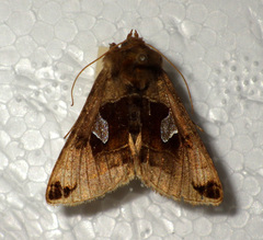 Autographa aemula