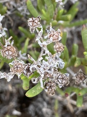 Ruschia macowanii
