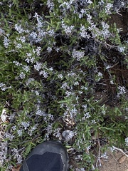 Ruschia macowanii