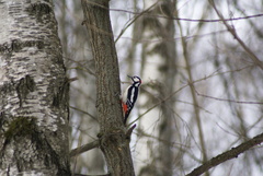 Dendrocopos major