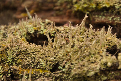 Cladonia parasitica
