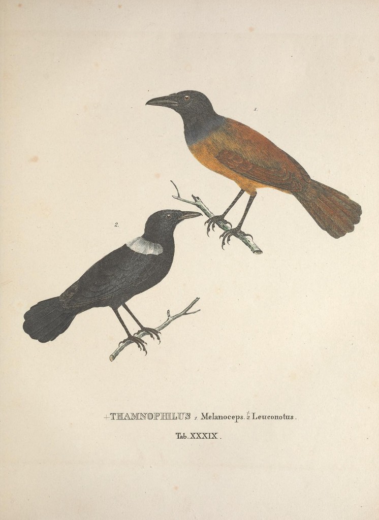 White-shouldered Antbird