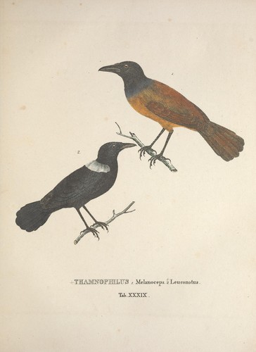 White-shouldered Antbird