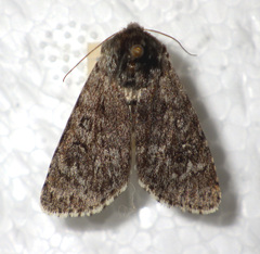 Acronicta euphorbiae