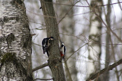 Dendrocopos major