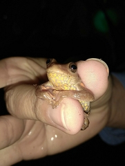 Dendropsophus columbianus