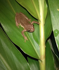 Dendropsophus columbianus