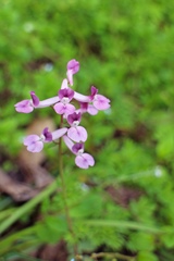 Corydalis decumbens