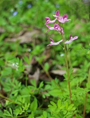 Corydalis decumbens