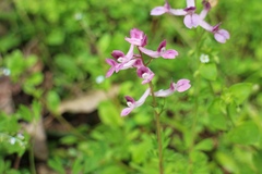Corydalis decumbens