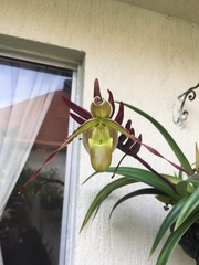 Phragmipedium