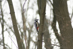 Dendrocopos major