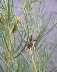 Oxymerus