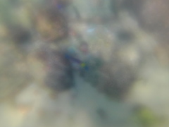 Thalassoma lucasanum