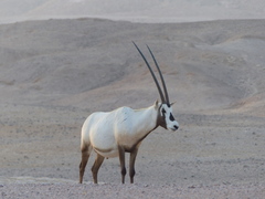 Oryx leucoryx