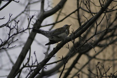 Turdus pilaris