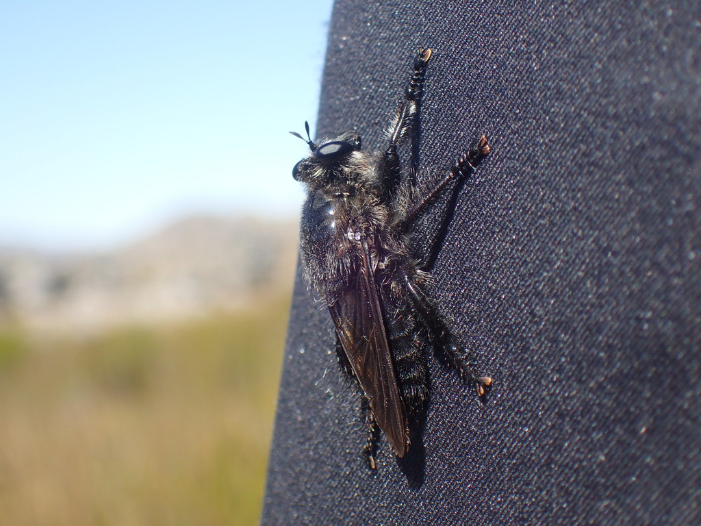 Protea Robberfly