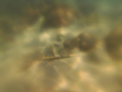 Fistularia commersonii