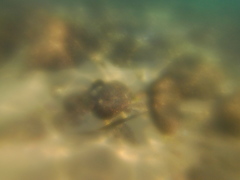 Fistularia commersonii