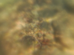 Halichoeres notospilus