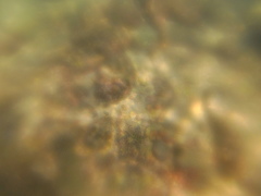 Halichoeres notospilus