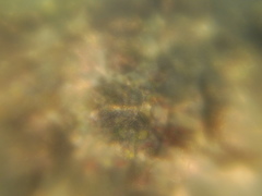 Halichoeres notospilus