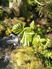 Alnus lusitanica