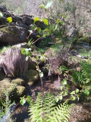 Alnus lusitanica