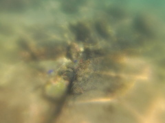 Halichoeres notospilus