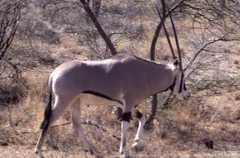 Oryx beisa