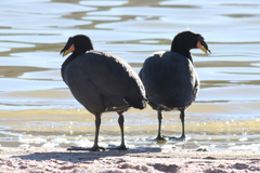 Fulica cornuta