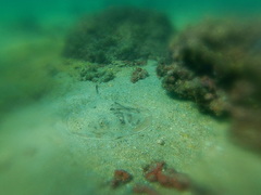 Urobatis concentricus