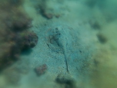 Urobatis concentricus