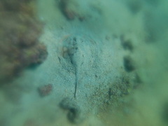 Urobatis concentricus