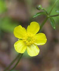 Ranunculus japonicus