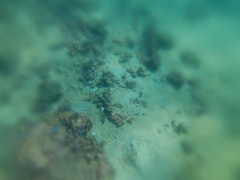 Urobatis concentricus