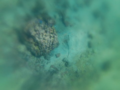 Urobatis concentricus