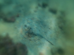 Urobatis concentricus