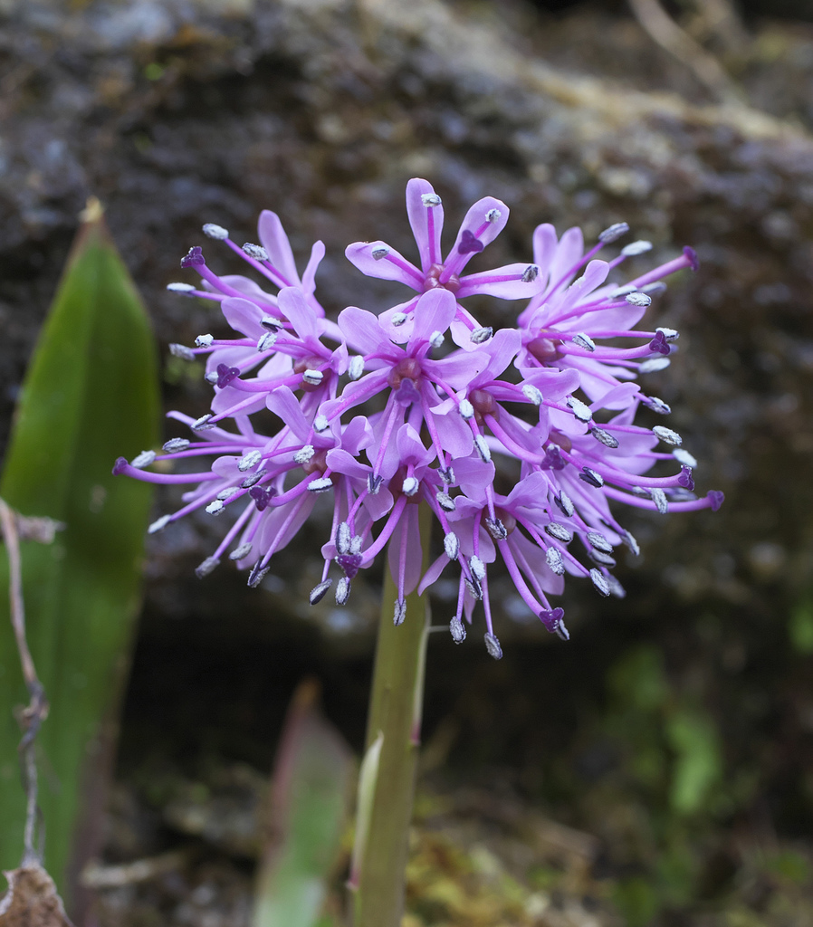 Oriental Swamp Pink
