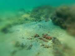 Urobatis concentricus