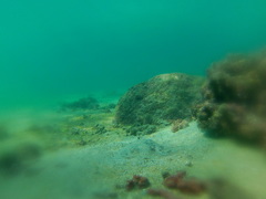 Urobatis concentricus