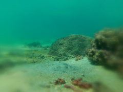 Urobatis concentricus