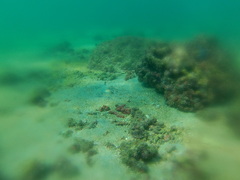 Urobatis concentricus