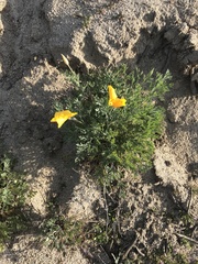 Eschscholzia californica