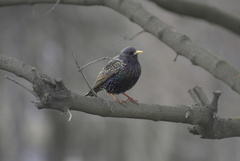 Sturnus vulgaris