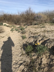 Eschscholzia californica
